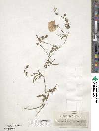 Convolvulus althaeoides image