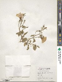 Convolvulus althaeoides image