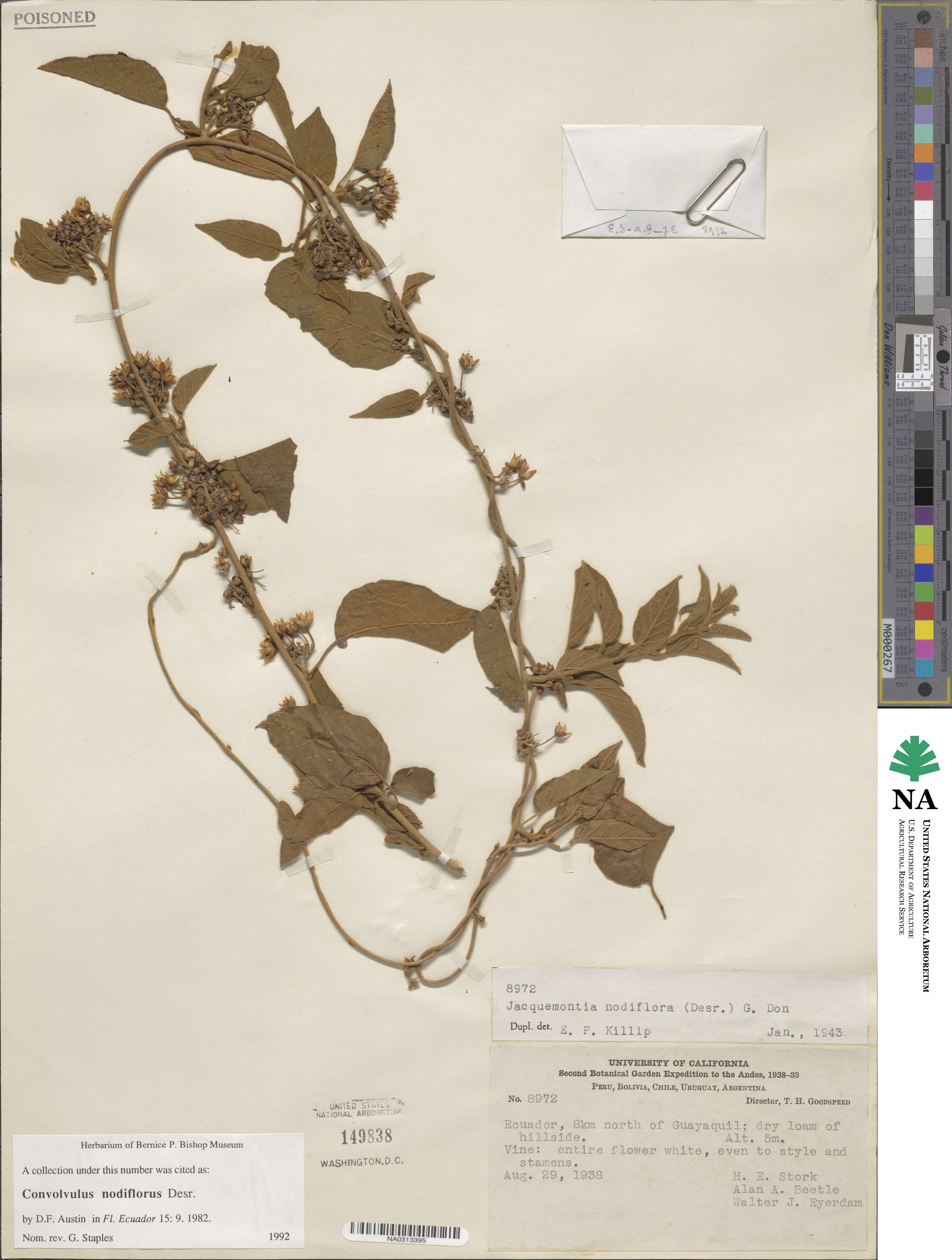 Jacquemontia nodiflora image