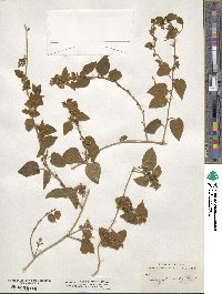 Jacquemontia nodiflora image