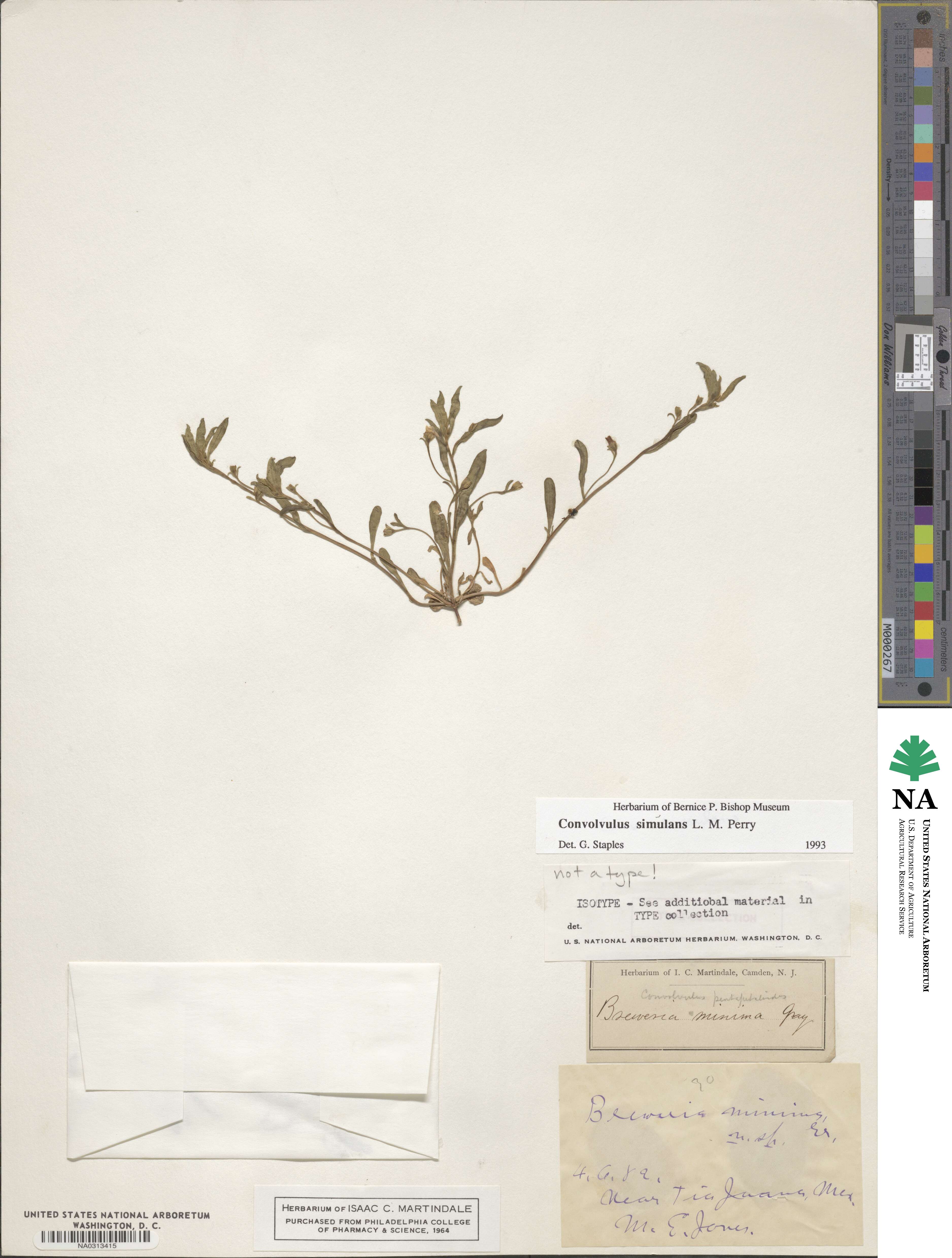 Convolvulus simulans image
