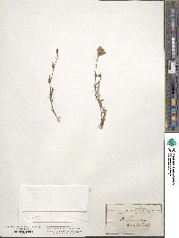 Convolvulus cantabrica image