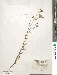 Convolvulus cantabrica image