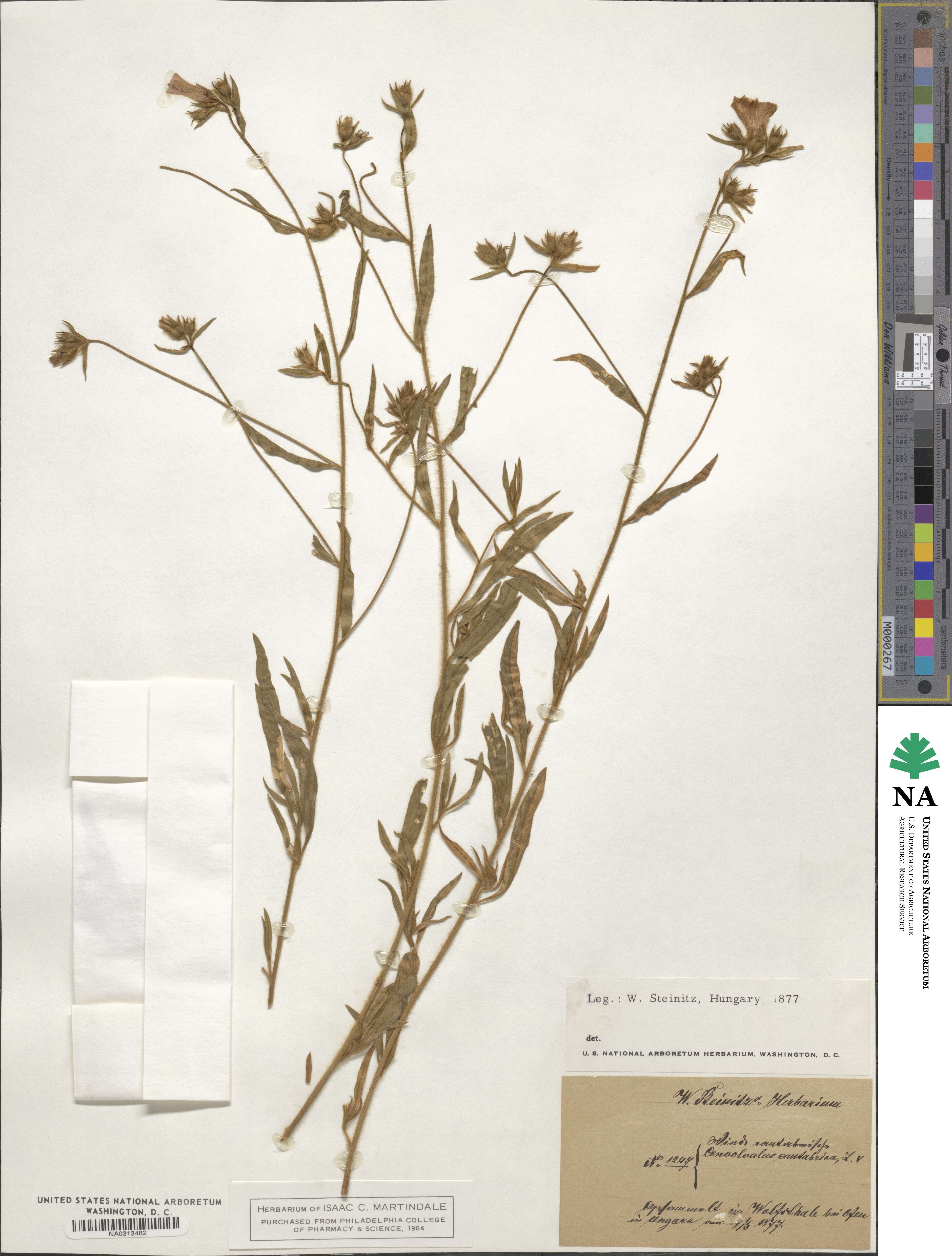 Convolvulus cantabrica image