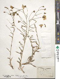 Convolvulus cantabrica image