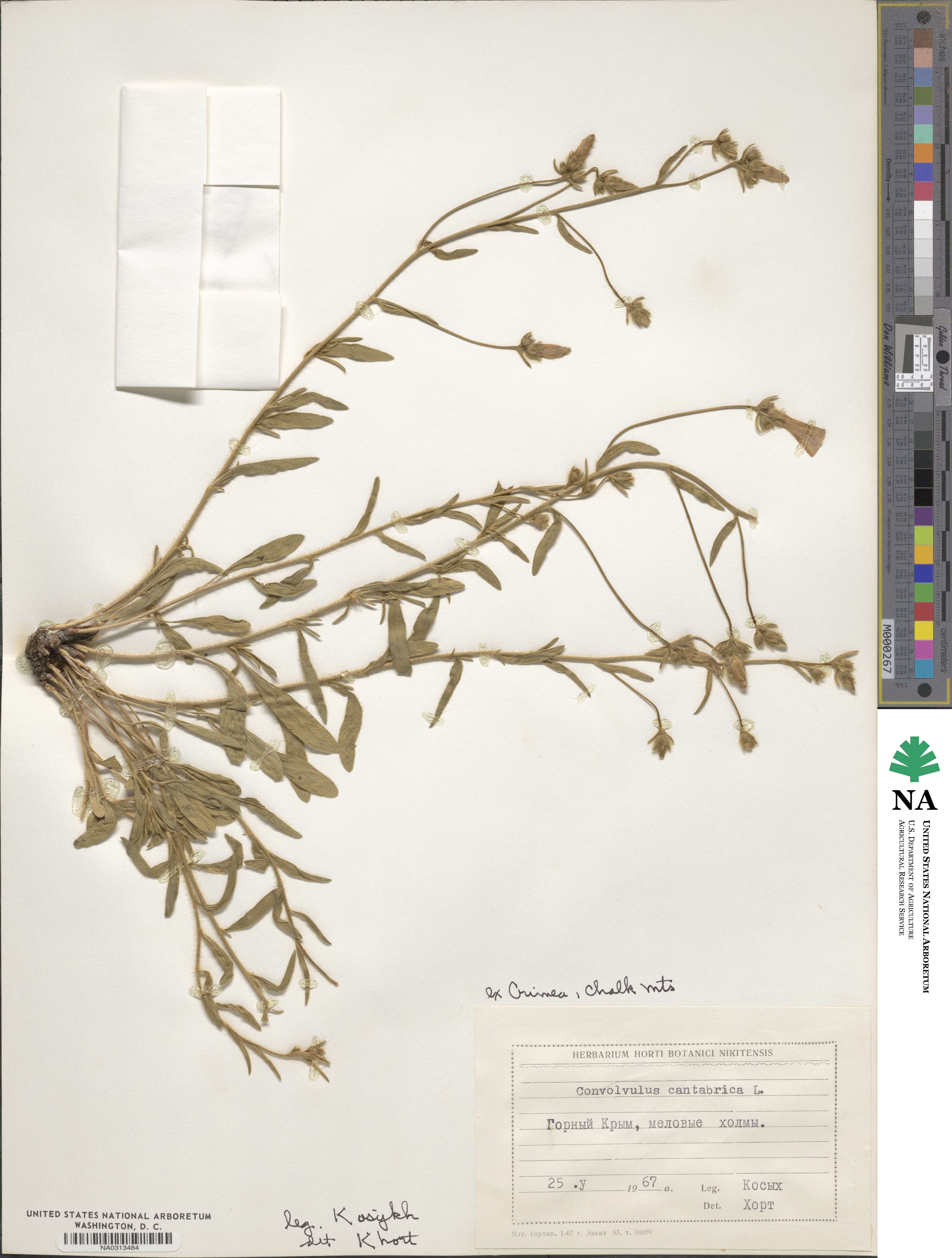 Convolvulus cantabrica image
