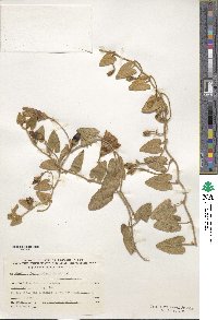 Convolvulus arvensis image