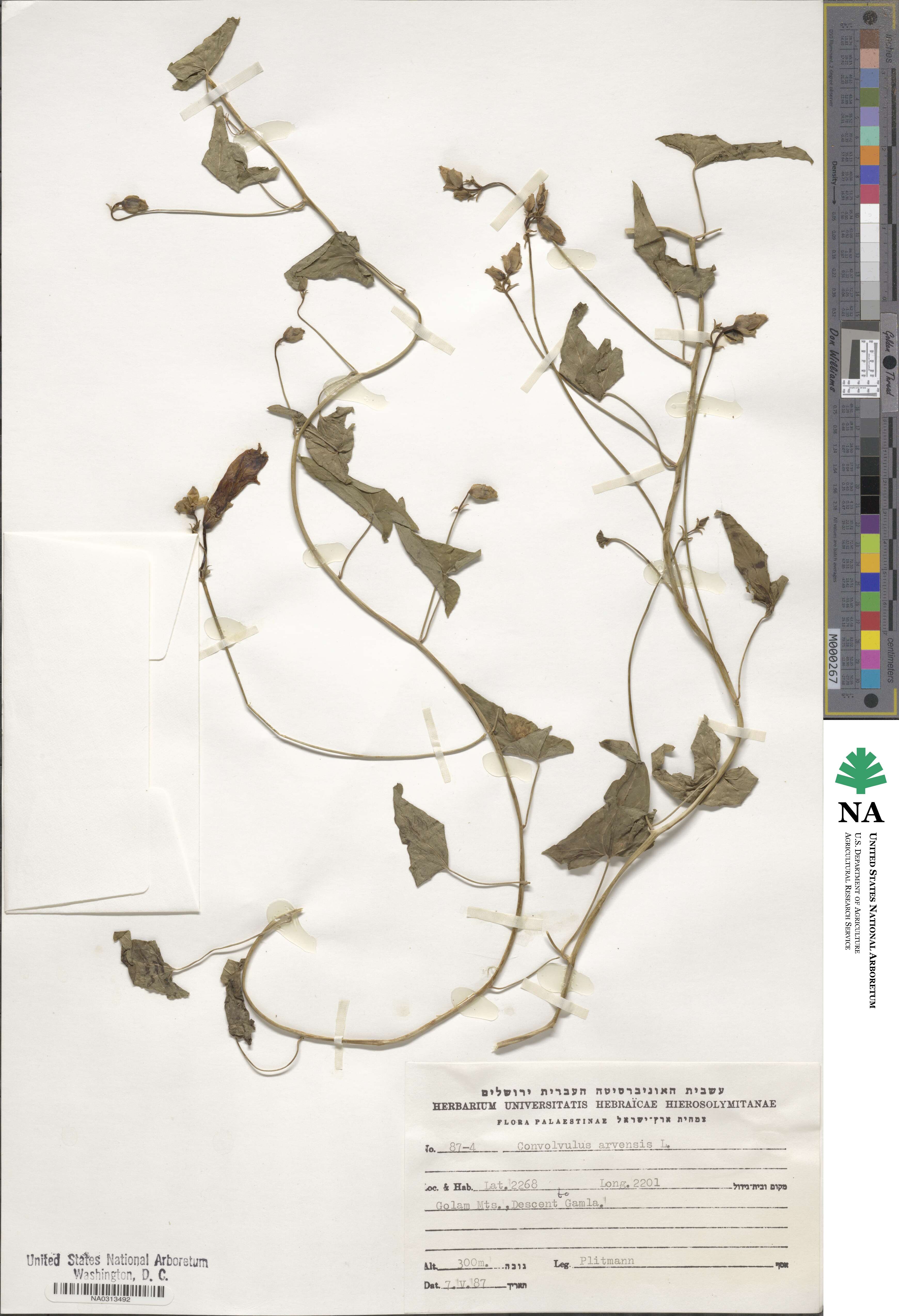 Convolvulus arvensis image
