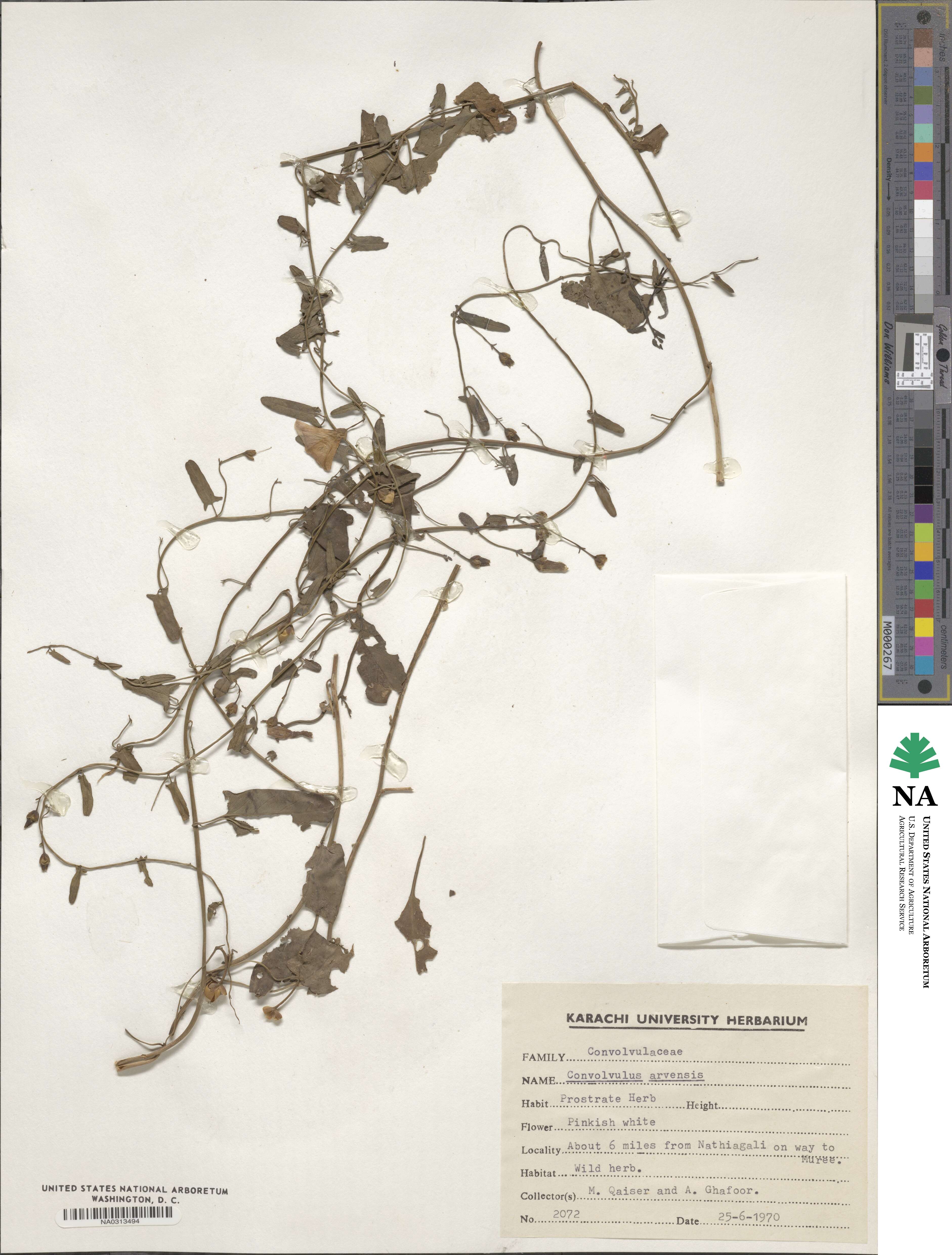 Convolvulus arvensis image