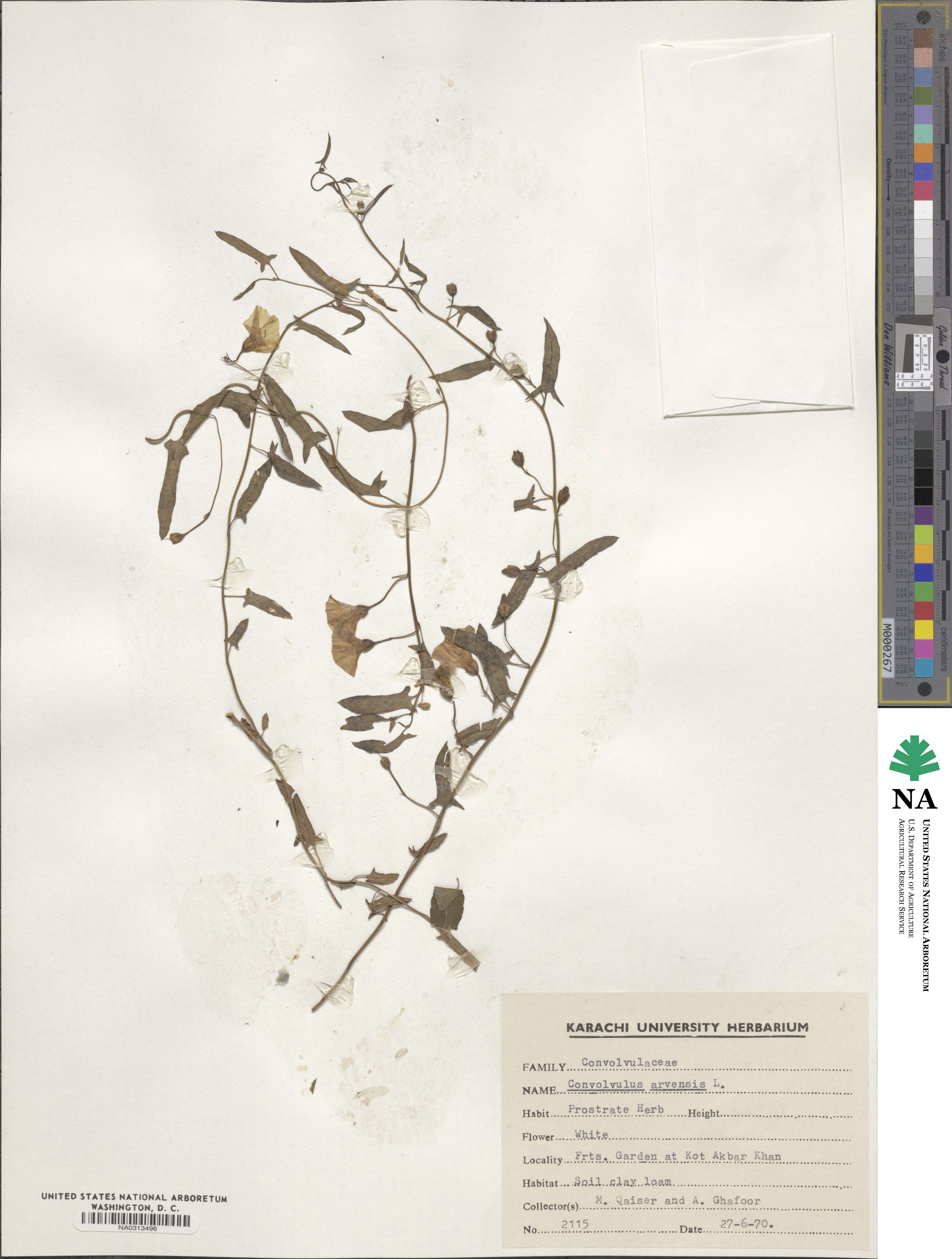 Convolvulus arvensis image