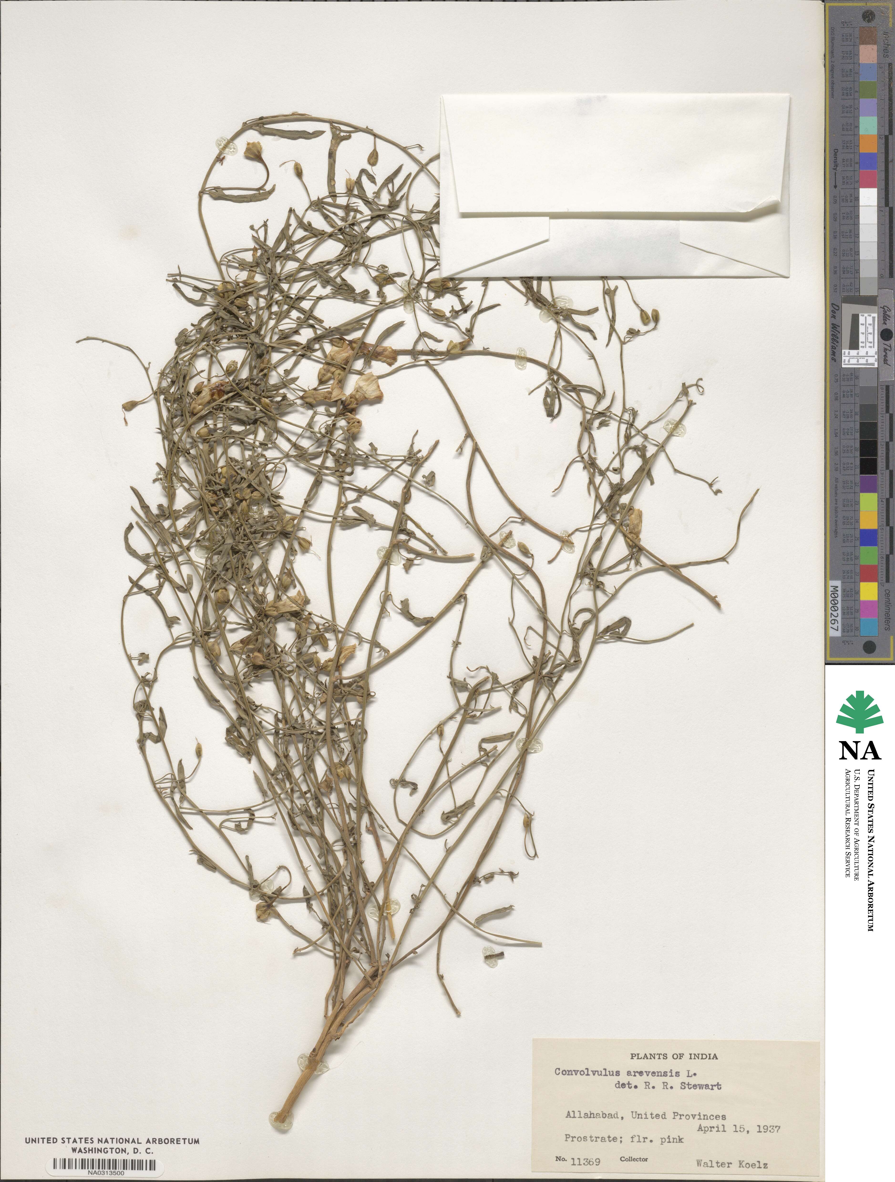 Convolvulus arvensis image