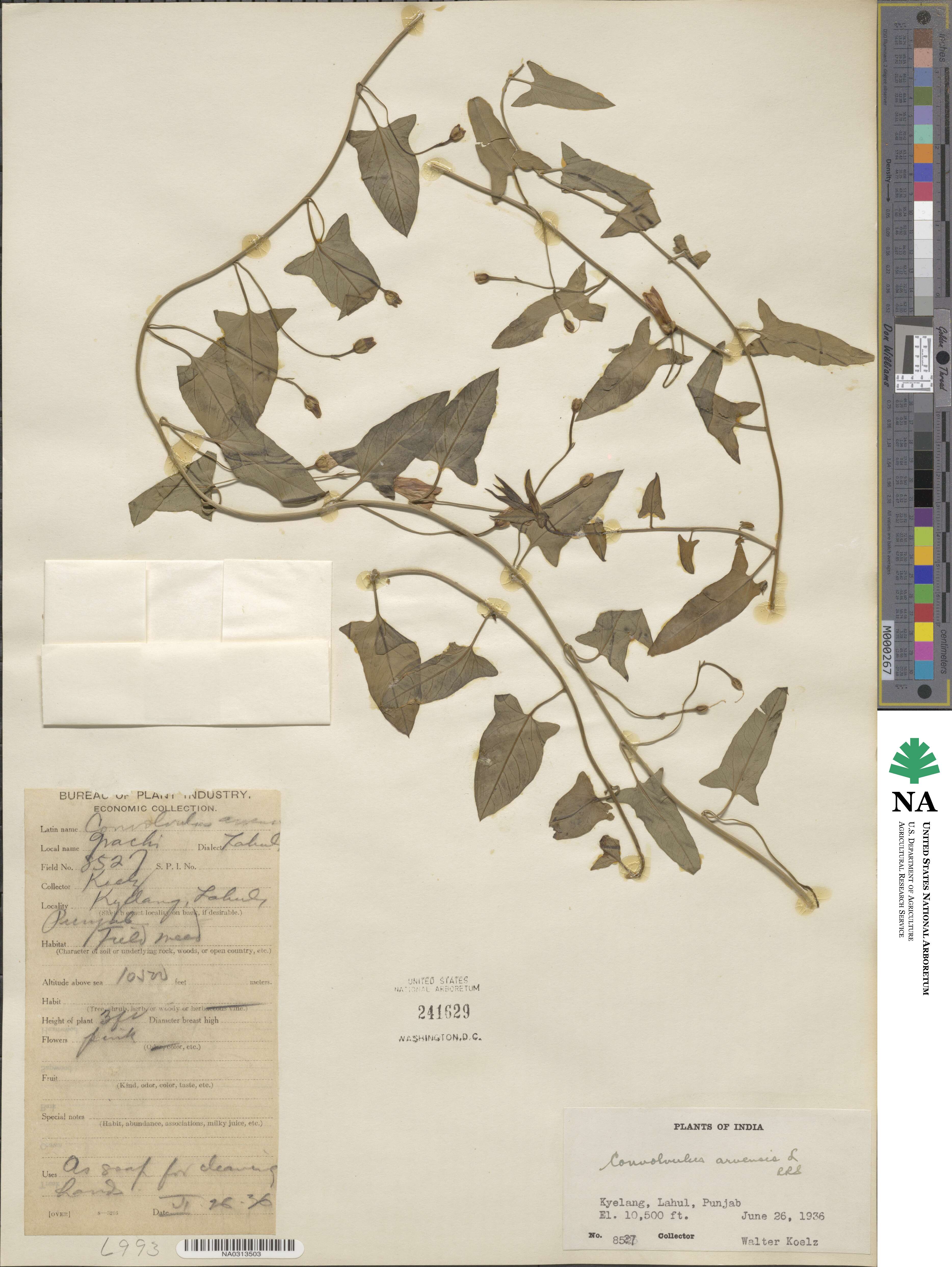 Convolvulus arvensis image