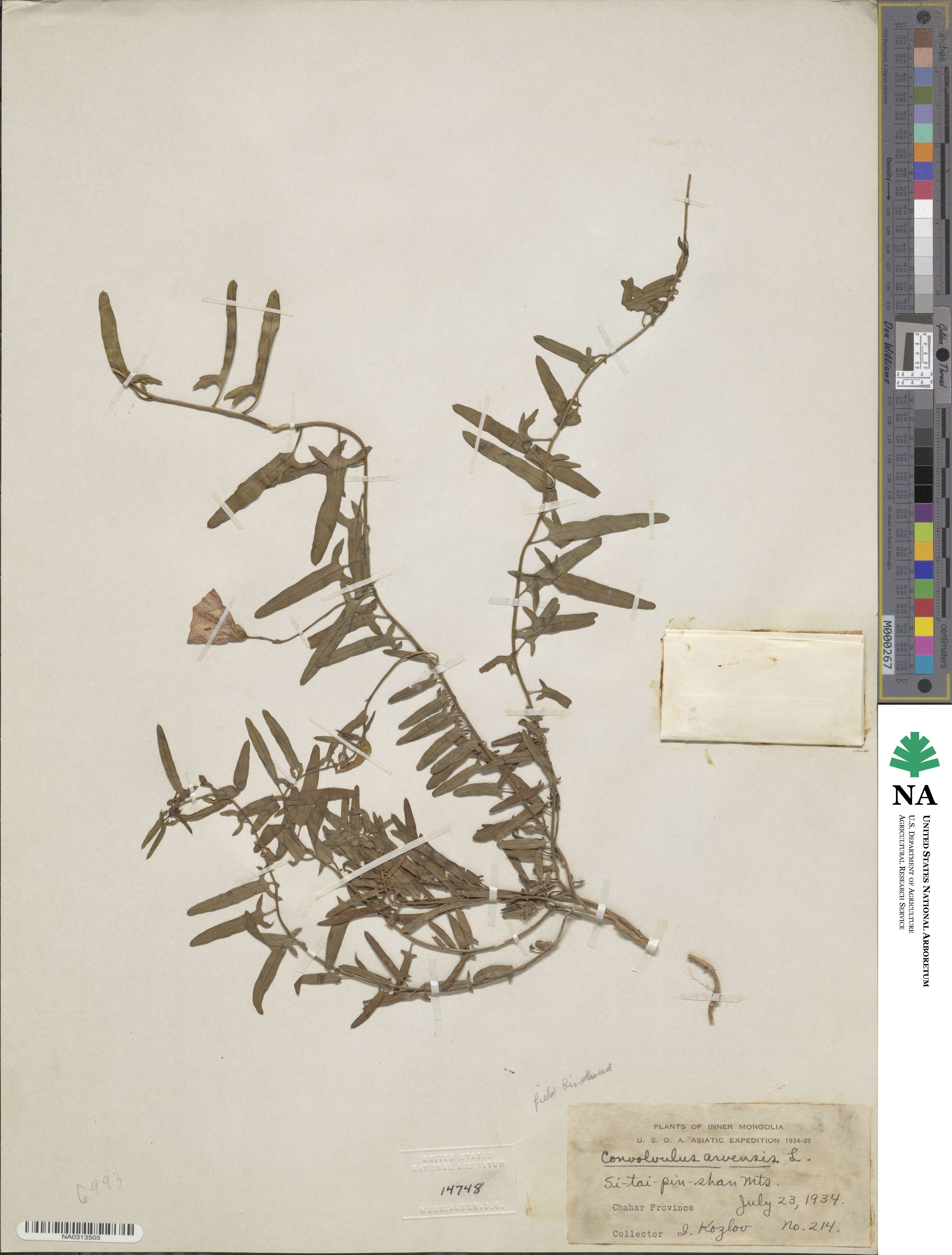 Convolvulus arvensis image