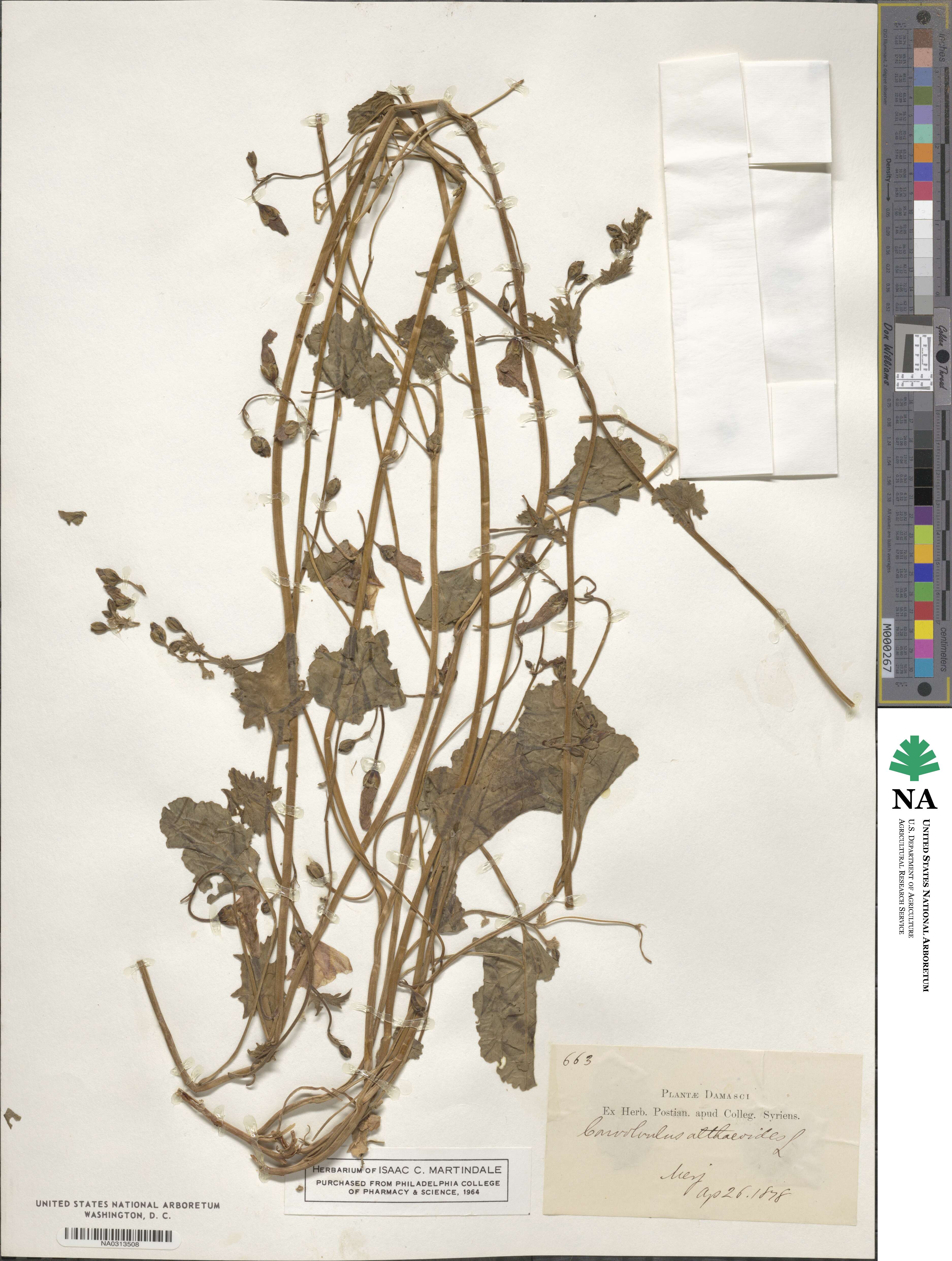 Convolvulus althaeoides image