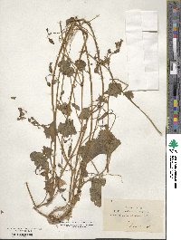 Convolvulus althaeoides image