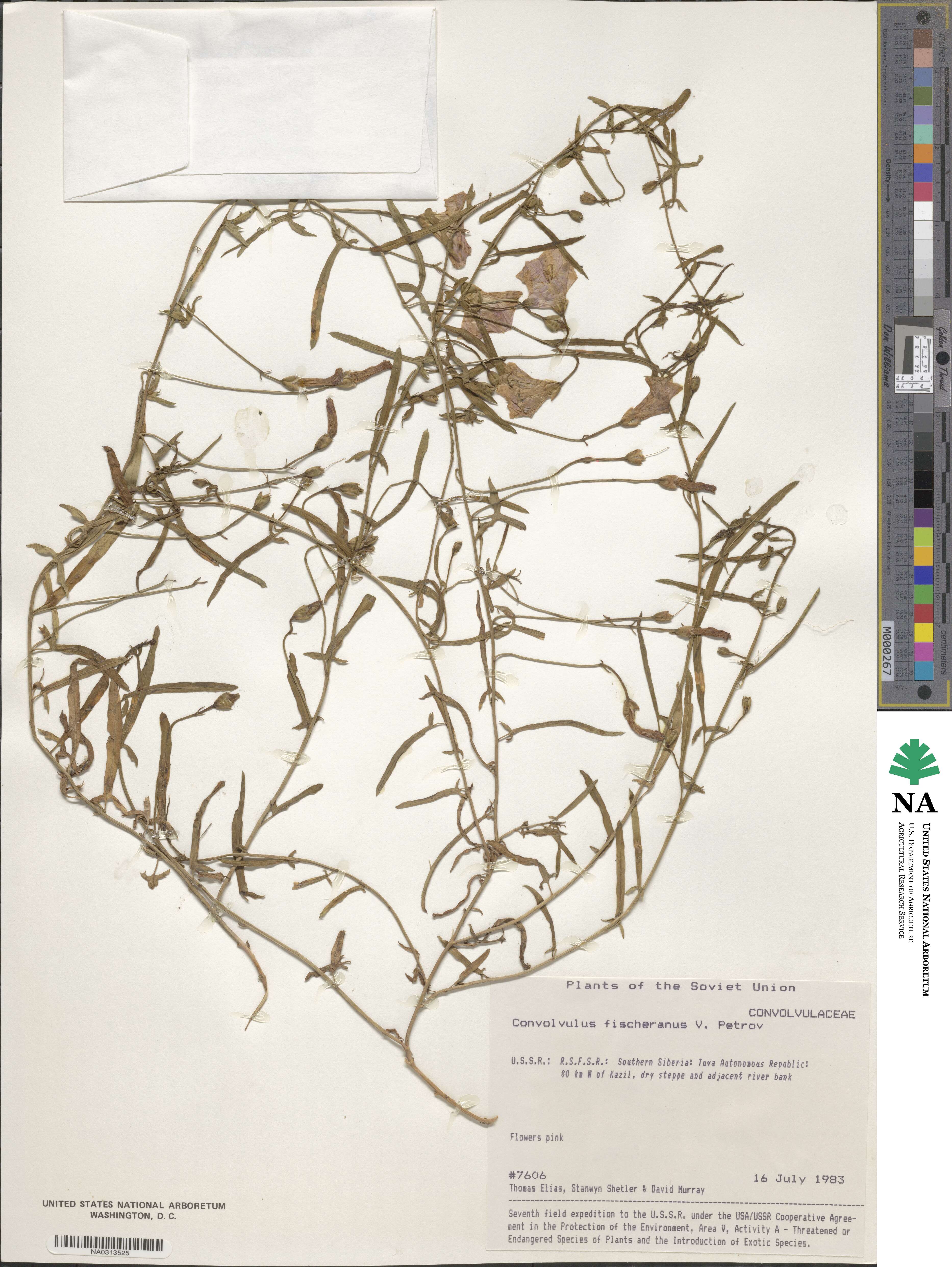 Convolvulus chinensis subsp. chinensis image