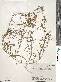 Convolvulus chinensis subsp. chinensis image