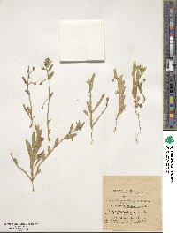 Convolvulus pentapetaloides image