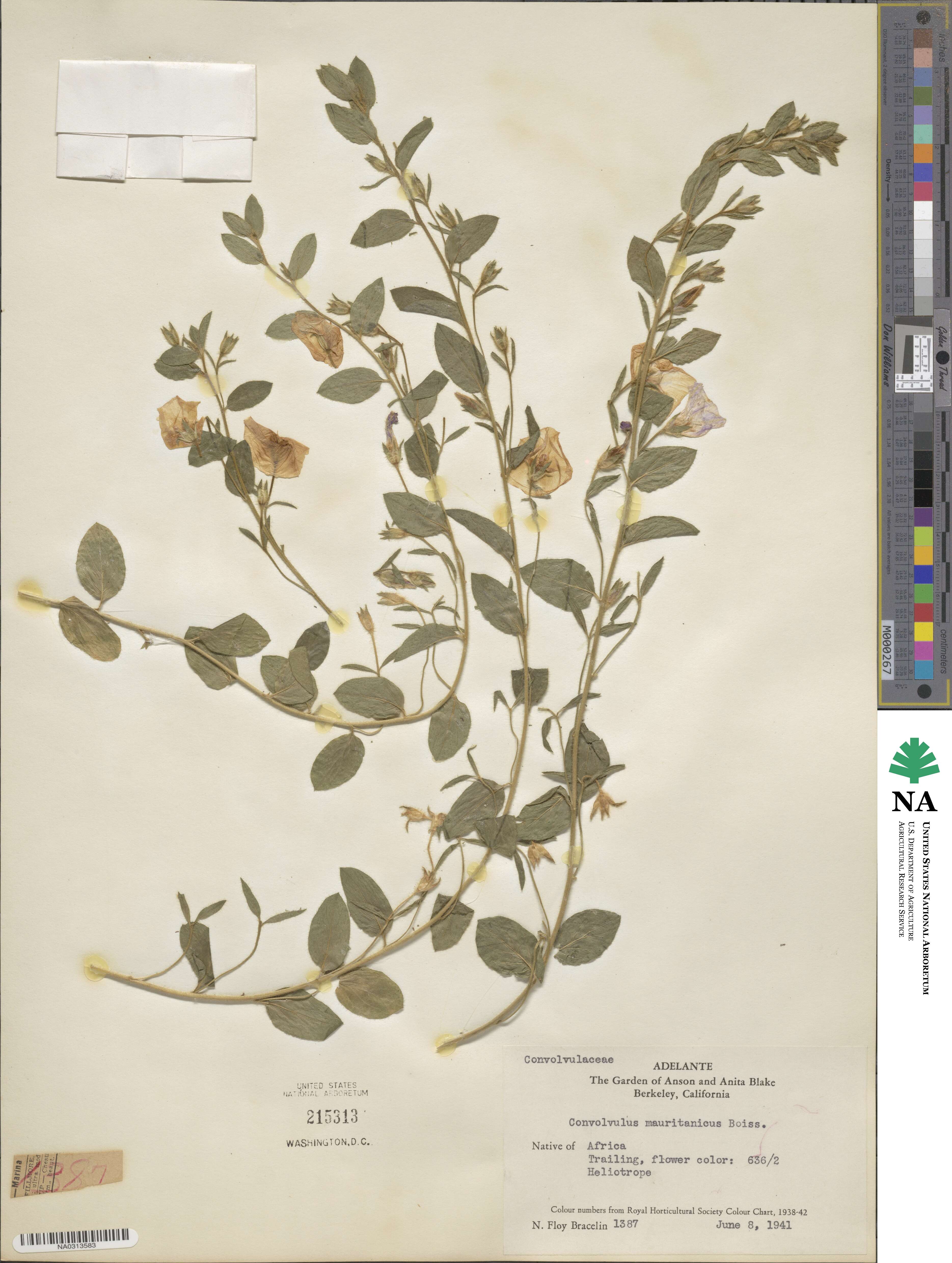 Convolvulus sabatius subsp. mauritanicus image