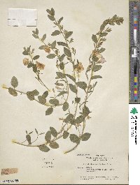 Convolvulus sabatius subsp. mauritanicus image