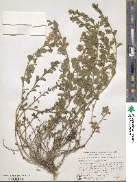 Convolvulus sabatius subsp. mauritanicus image