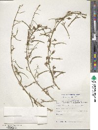 Image of Convolvulus namaquensis