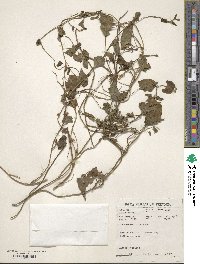 Convolvulus farinosus image