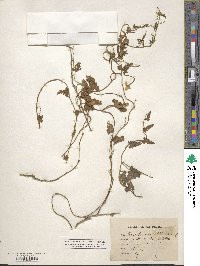 Convolvulus althaeoides image