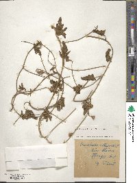 Convolvulus althaeoides image