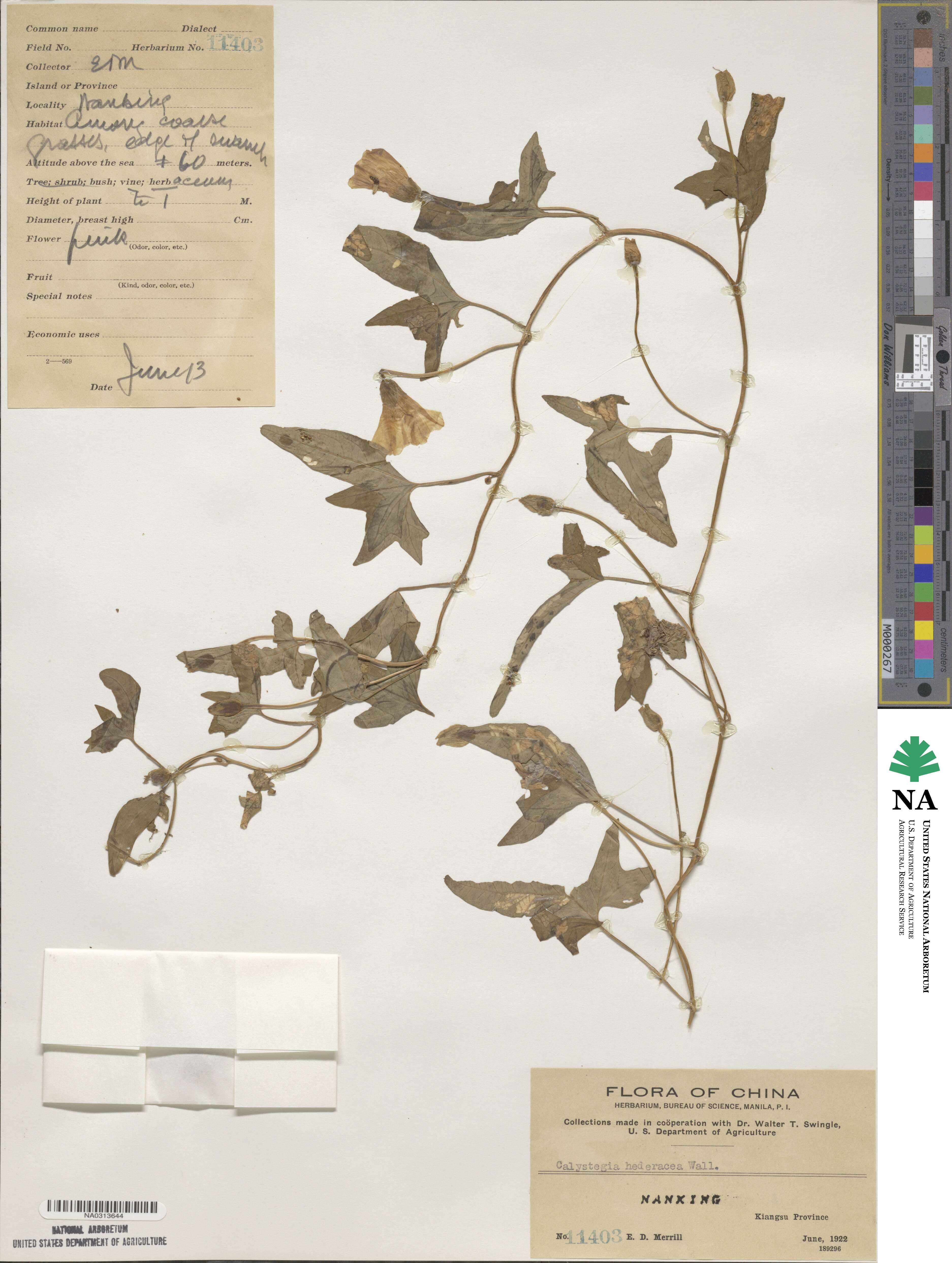 Calystegia hederacea image