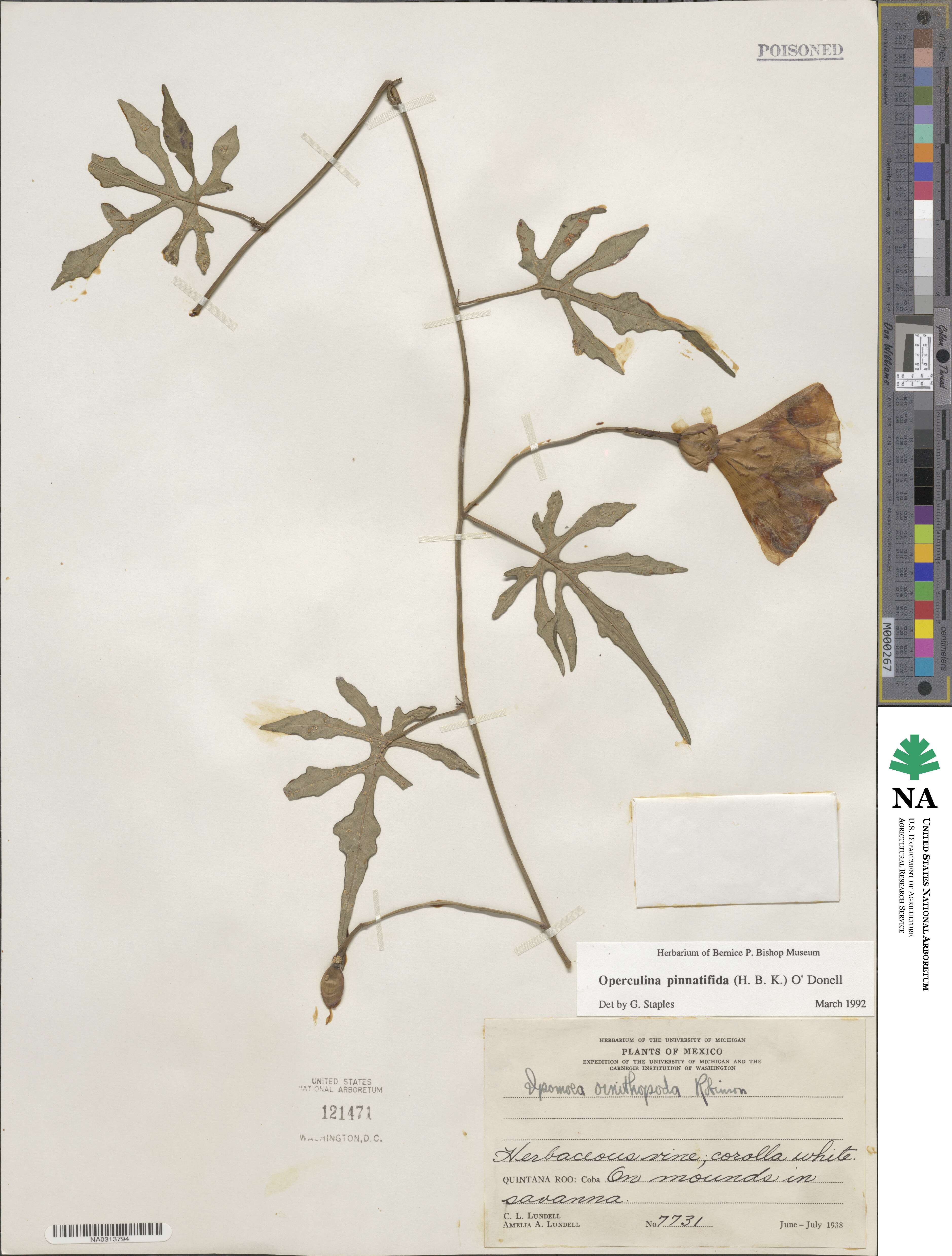 Operculina pinnatifida image