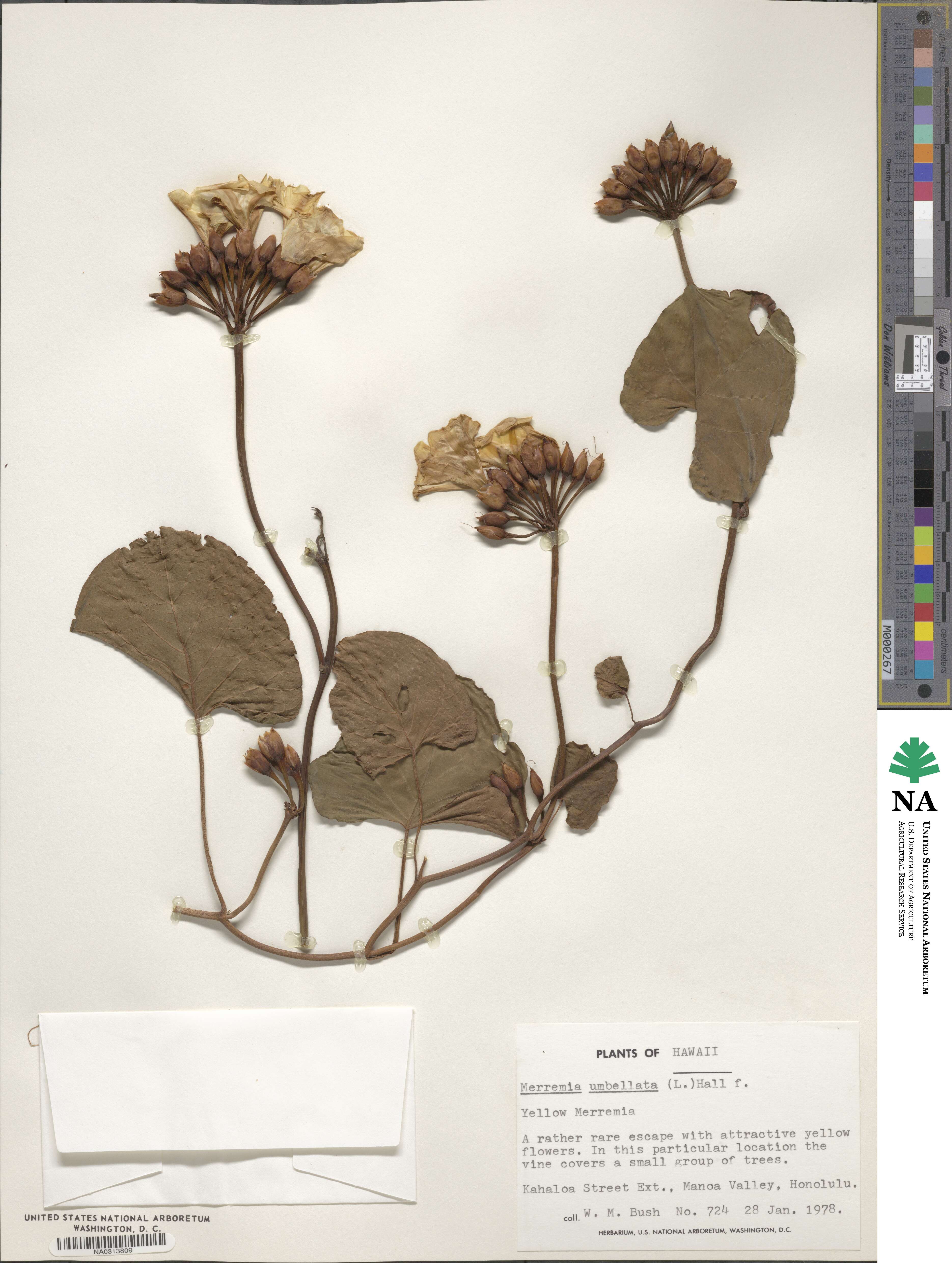 Camonea umbellata image