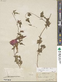 Ipomoea indica image