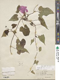 Ipomoea indica image