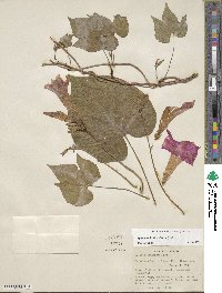 Ipomoea indica image