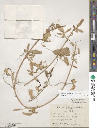 Ipomoea imperati image