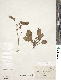 Ipomoea imperati image