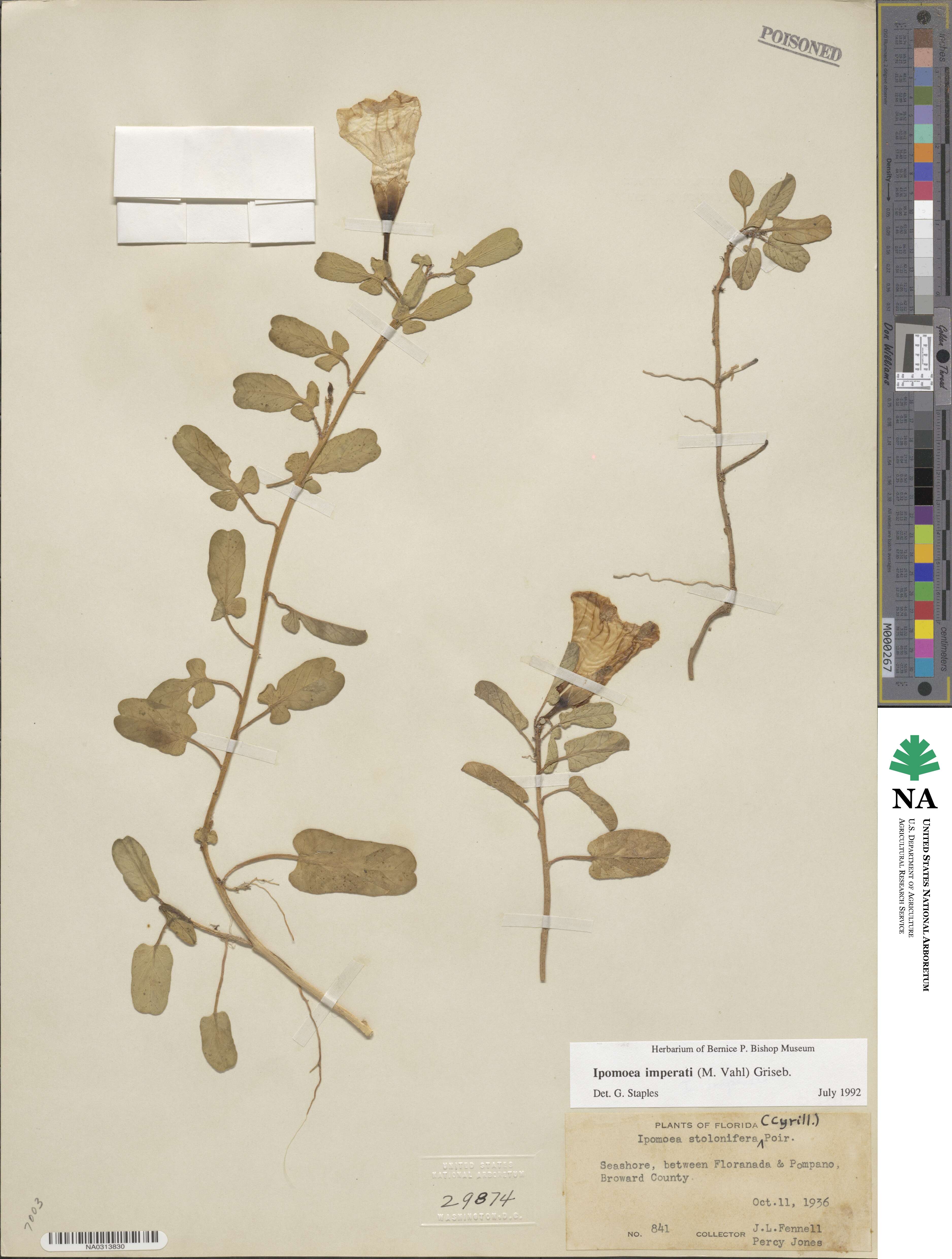 Ipomoea imperati image