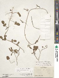 Ipomoea imperati image