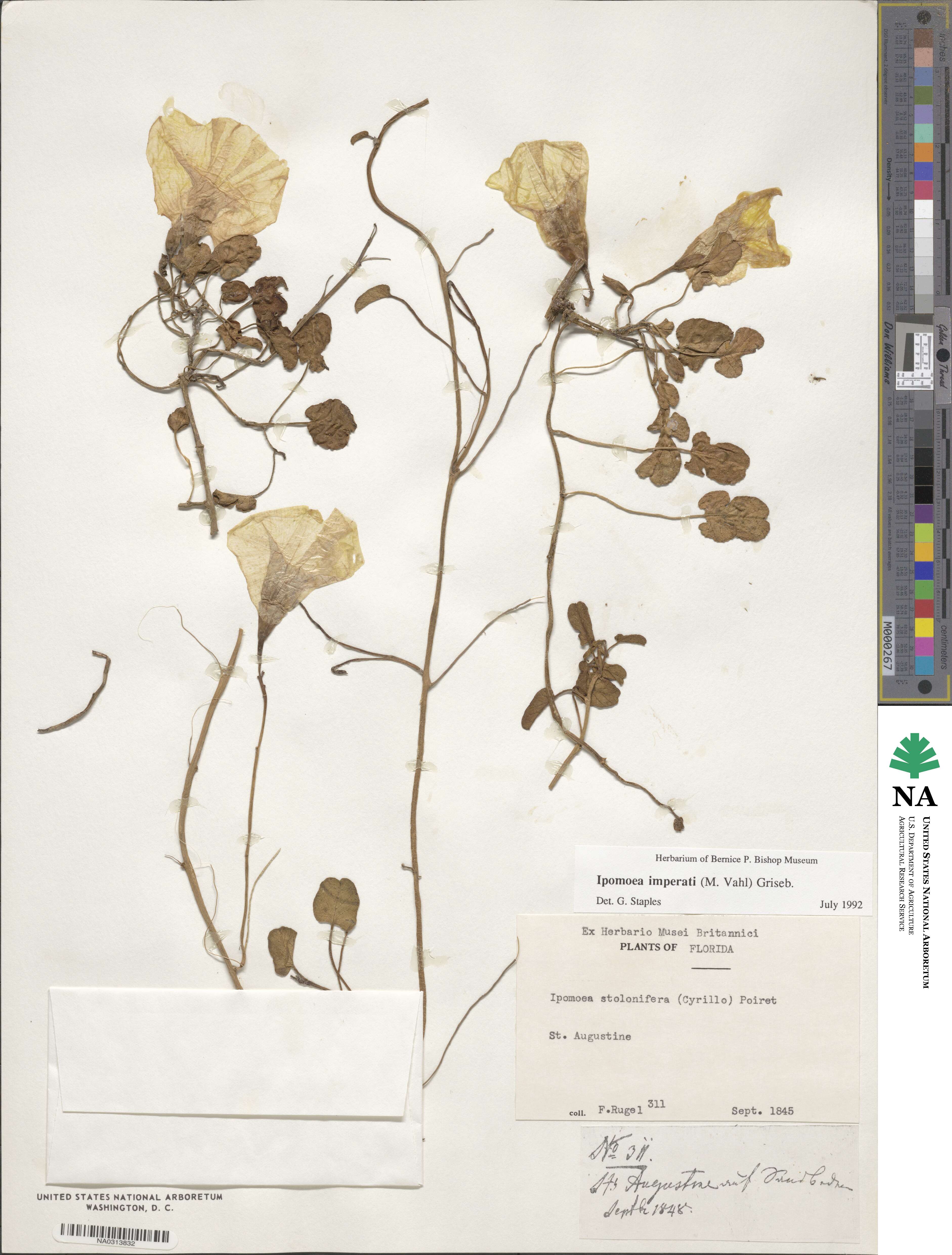 Ipomoea imperati image