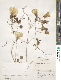 Ipomoea imperati image