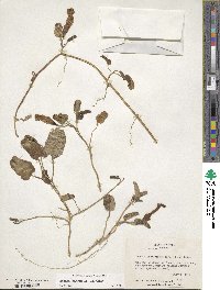 Ipomoea imperati image