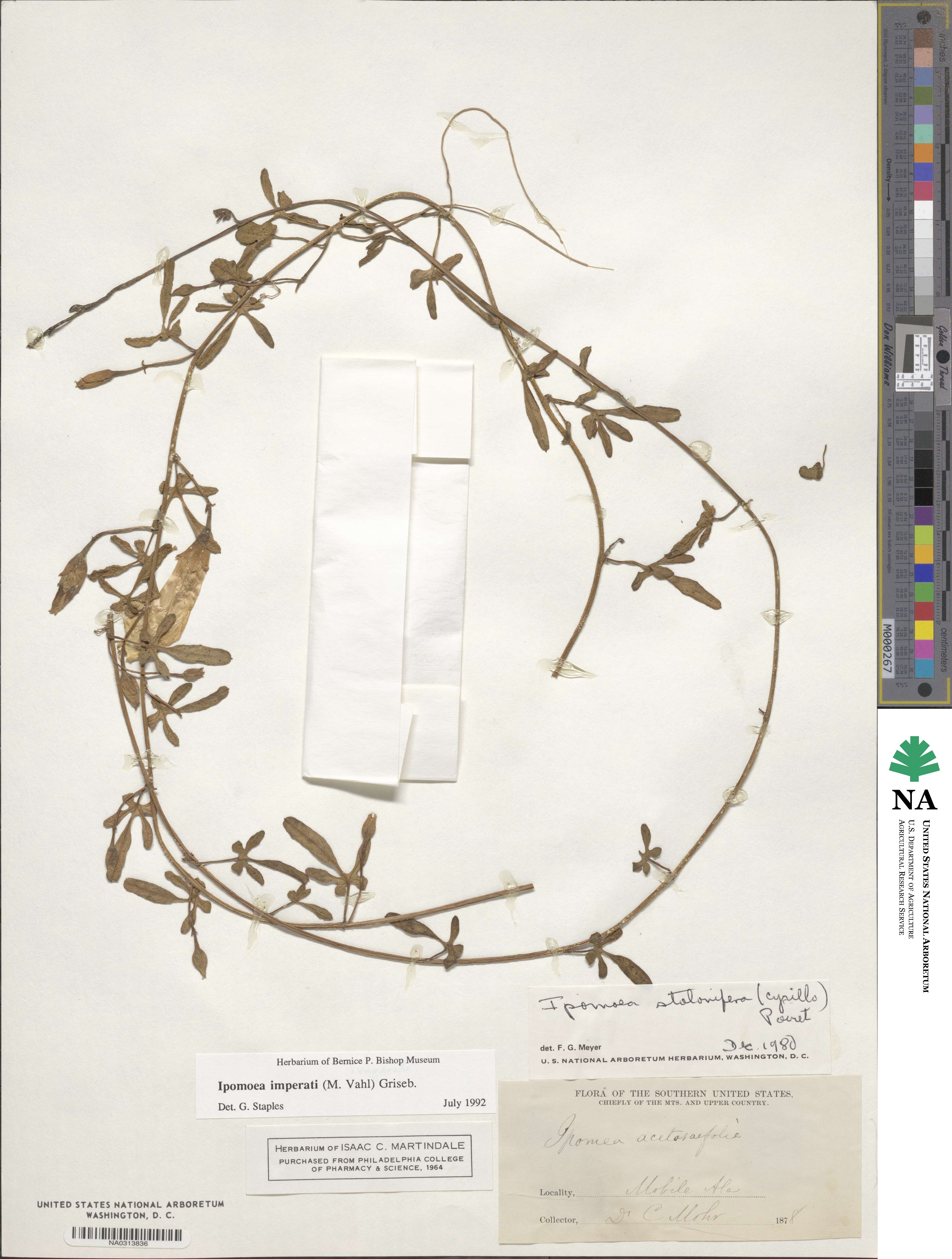 Ipomoea imperati image