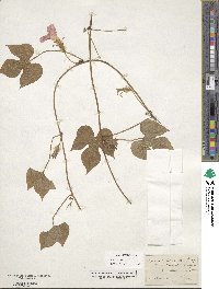 Ipomoea hederacea image