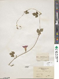 Ipomoea hederacea image