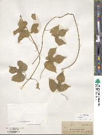 Ipomoea hederacea image