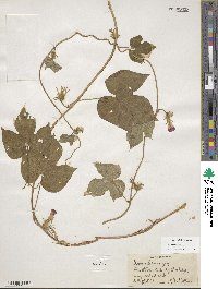 Ipomoea hederacea image