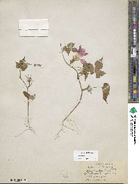 Ipomoea hederacea image