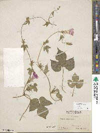 Ipomoea hederacea image