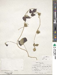 Ipomoea hederacea image